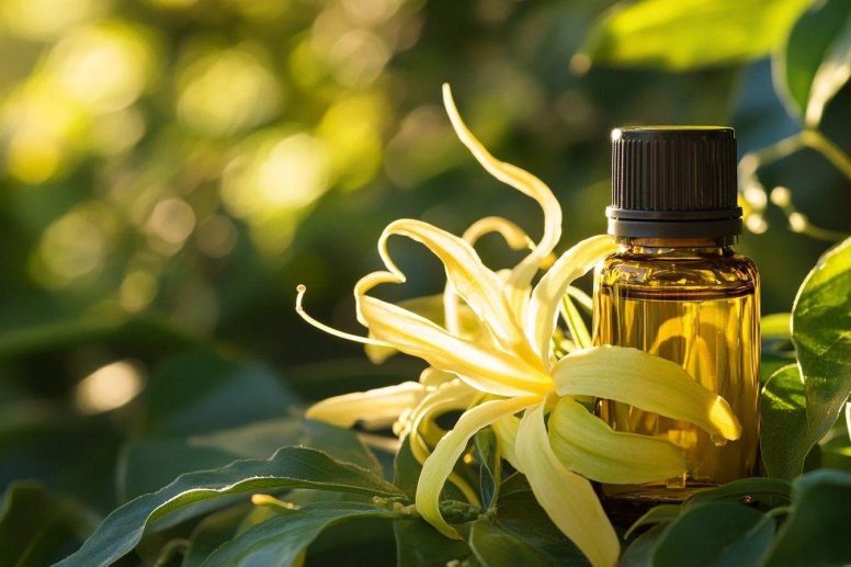 huile essentielle yang yang